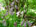 シラー(学名<em>：Scilla</em>　ユリ科の多年草)、いろいろな種類が季節を追って散策路傍に顔を見せてくれる。　　5/13日