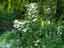 ヤブデマリ、学名：<em>Viburnum plicatum</em> var. <em>tomentosum</em> スイカズラ科の落葉低木。　　5/26日 