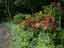 カルミア・オスボレット、北米に分布するツツジ科の常緑低木。　アプローチ路傍　6/5日
