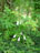 ツリガネニンジン <em>Adenophora triphylla</em> var. <em>japonica</em> 庭先にひっそりと自生する。秋の到来を告げる野の花。