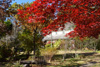 表庭の紅葉